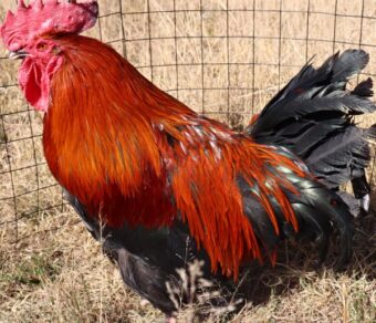 Black Copper Marans