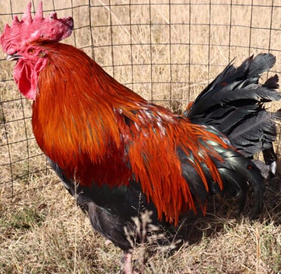 Black Copper Marans