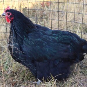 Black Australorp