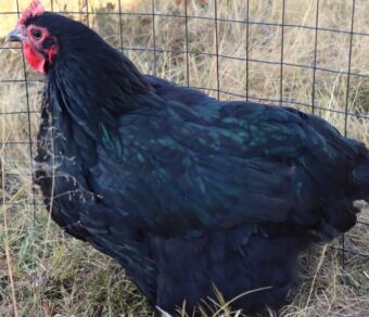 Black Australorp