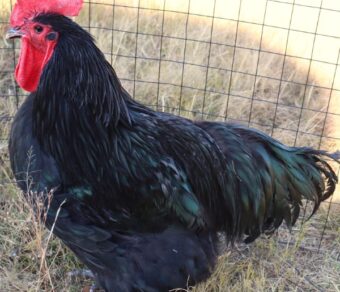 Black Australorp