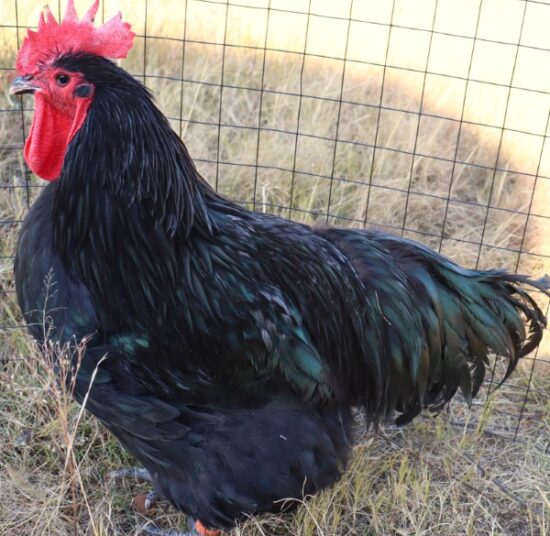 Black Australorp