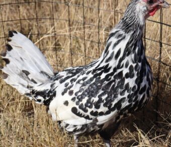Hamburgh Silver Spangled