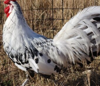 Hamburgh Silver Spangled