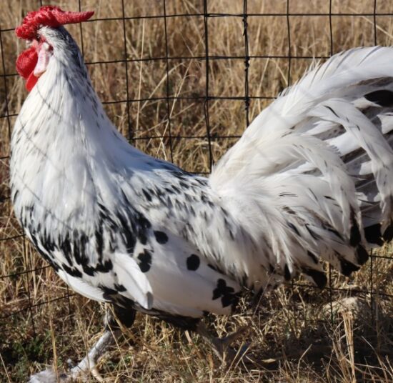 Hamburgh Silver Spangled