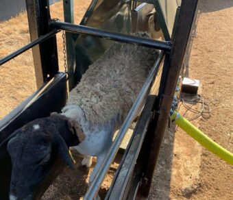 Sheep Clamp and Ramp COMBO