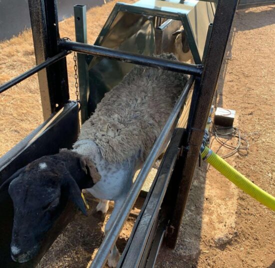 Sheep Clamp and Ramp COMBO