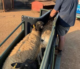 Sheep Clamp and Ramp COMBO