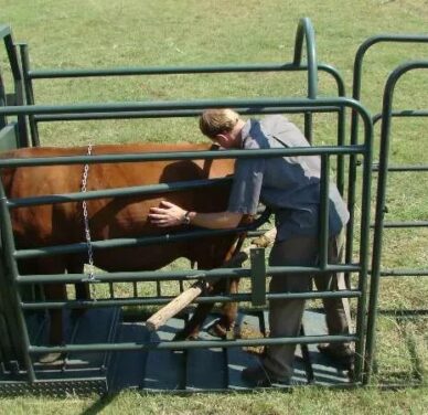Vet clamp (Cattle)