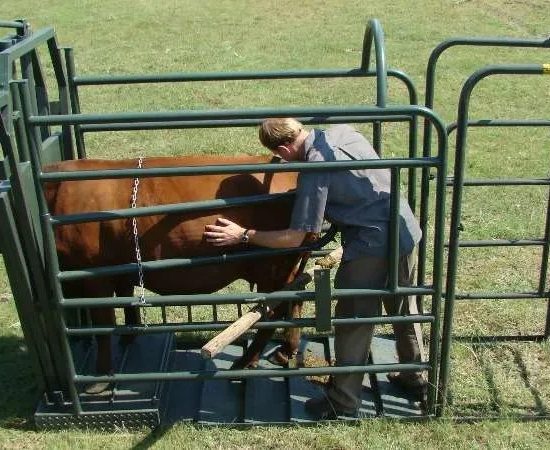 Vet clamp (Cattle)