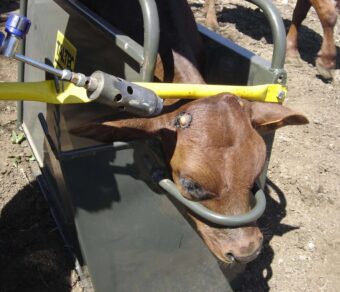 Calf Squeeze