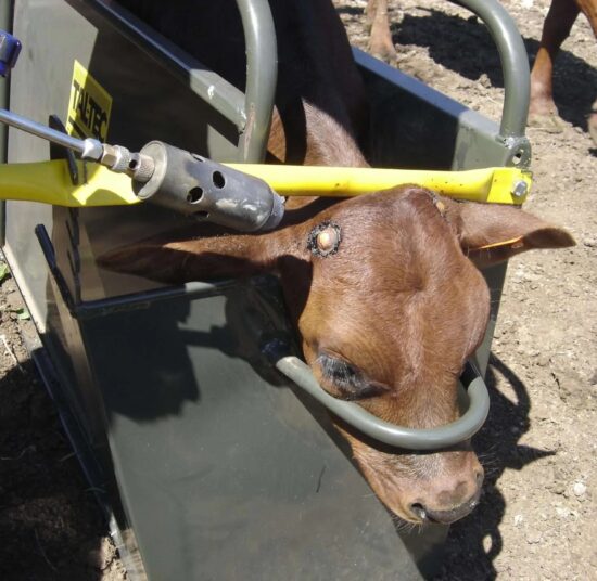 Calf Squeeze