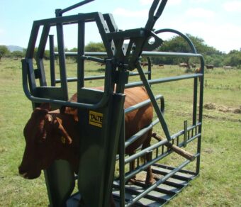 Vet clamp (Cattle)