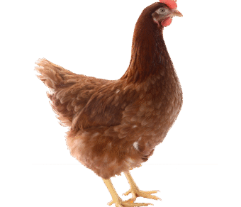 Lohmann Brown / Hyline brown