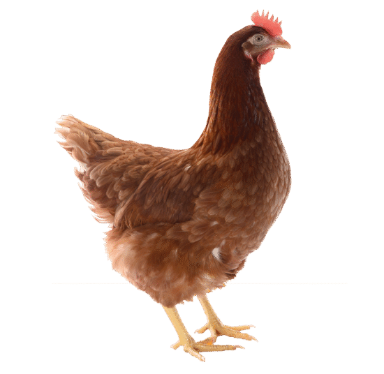 Lohmann Brown / Hyline brown