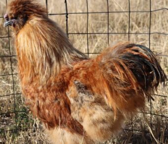 Silkie Bantam