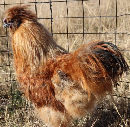 Silkie Bantam