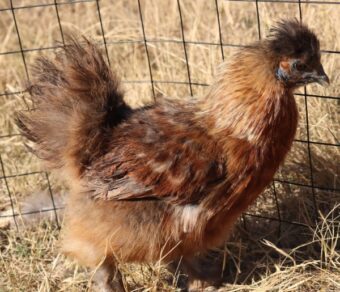 Silkie Bantam