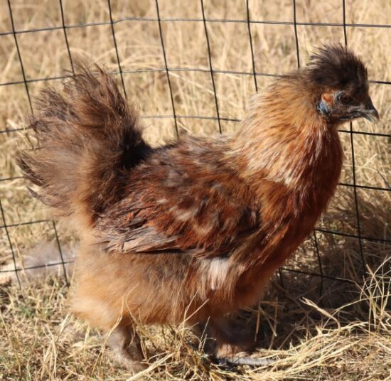 Silkie Bantam
