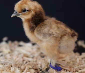 Silkie Bantam
