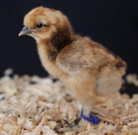 Silkie Bantam