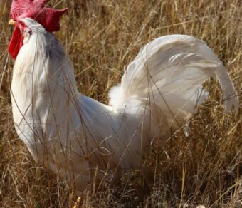 White Leghorns