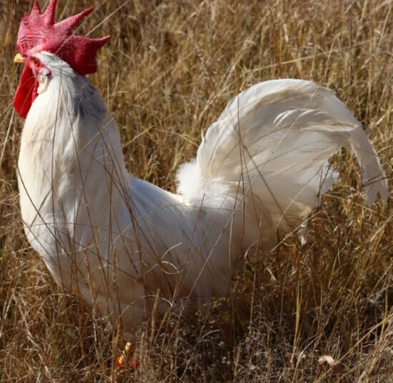 White Leghorns