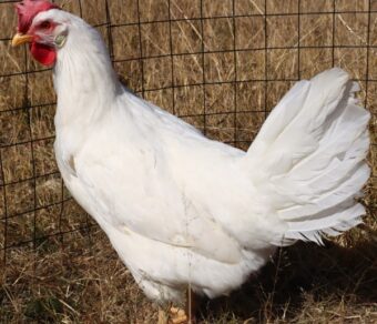 White Leghorns