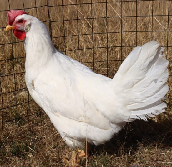 White Leghorns