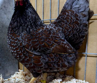 Double Laced Barnevelder