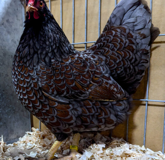 Double Laced Barnevelder
