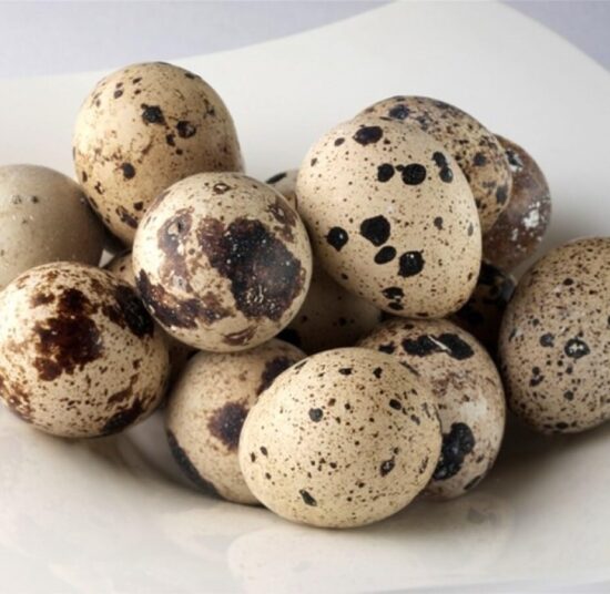 Fertile Eggs Quail