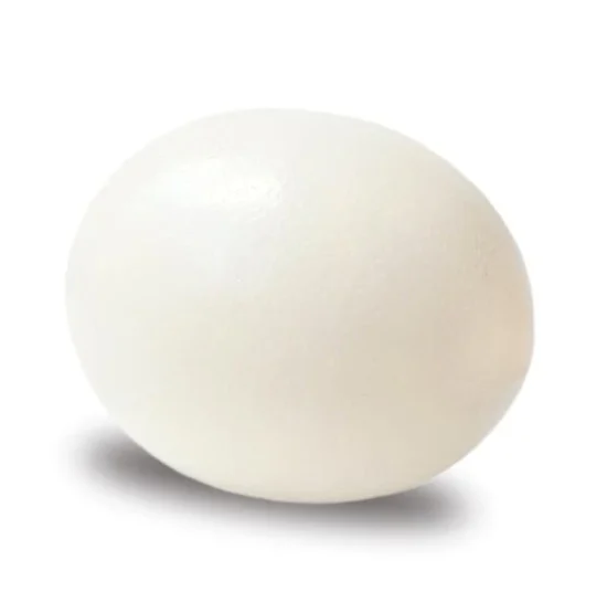 Fresh Ostrich Egg
