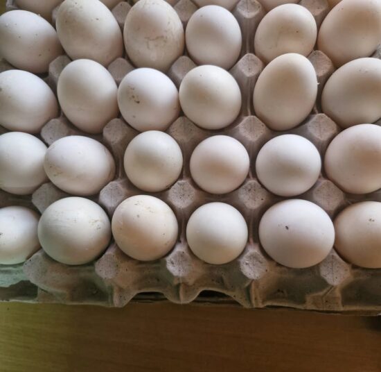 Pekin Duck Fertile Eggs