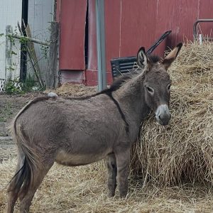 Donkeys for Sale