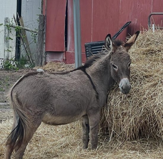 Donkeys for Sale