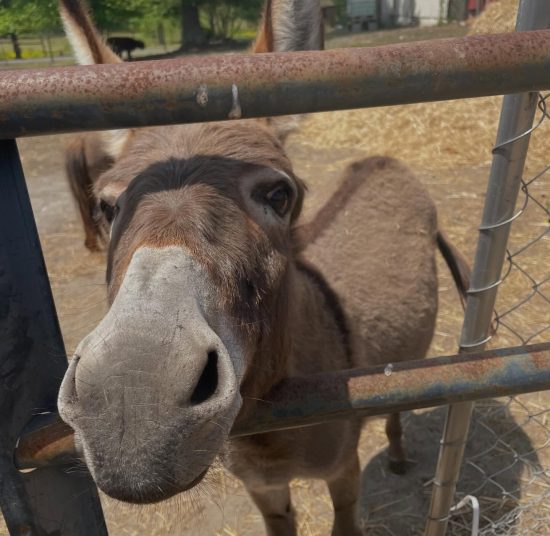 Donkeys for Sale