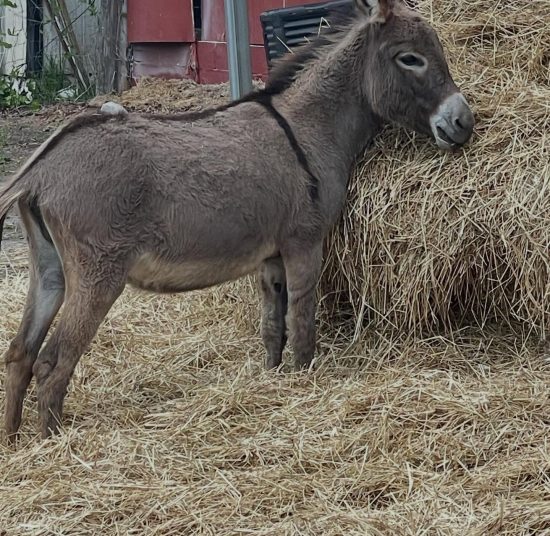 Donkeys for Sale