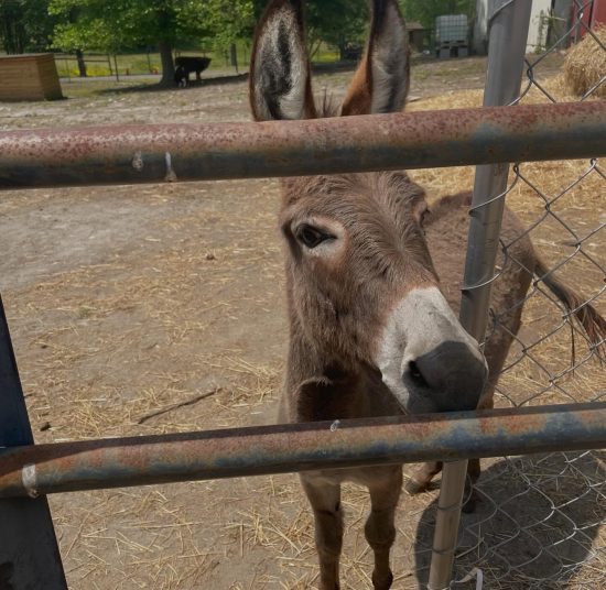 Donkeys for Sale