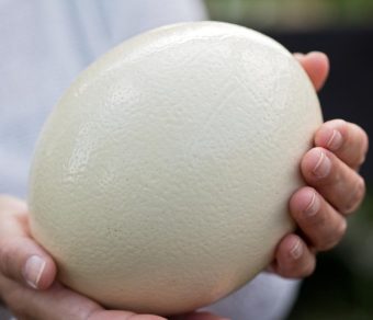 Ostrich Eggs (Fertile)
