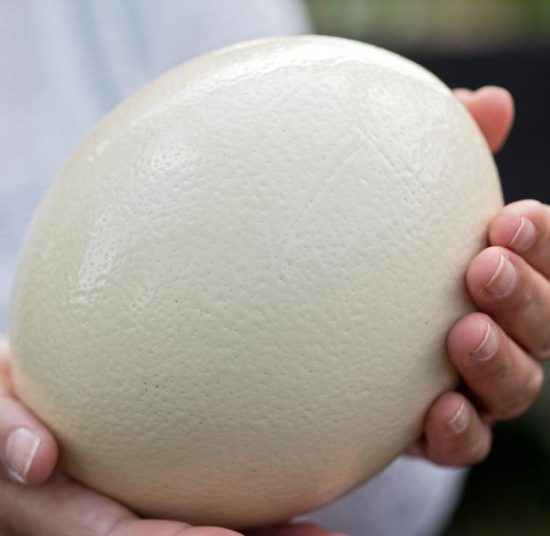 Ostrich Eggs (Fertile)