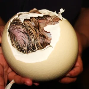 Ostrich Eggs (Fertile)