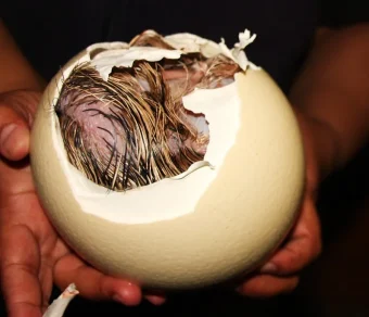 Ostrich Eggs (Fertile)