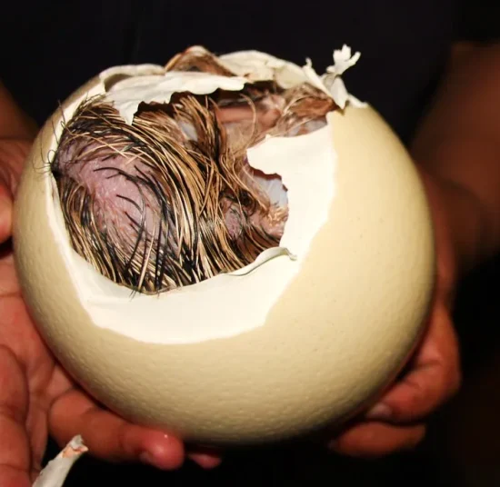 Ostrich Eggs (Fertile)