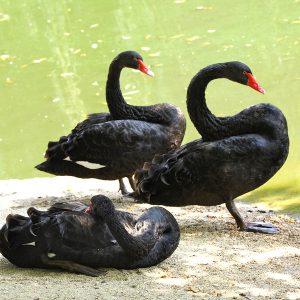 Black Swans for Sale