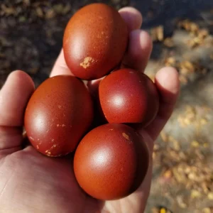 Black Copper Maran Hatching Eggs