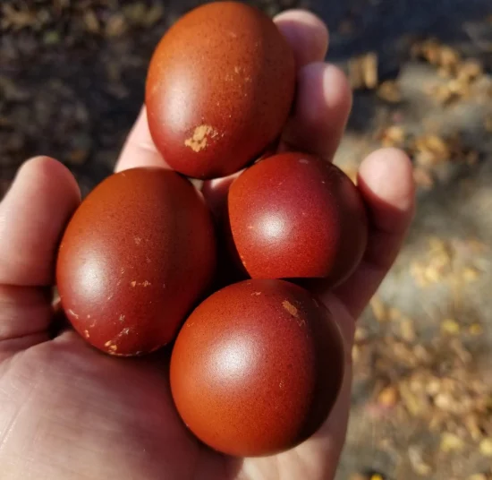 Black Copper Maran Hatching Eggs