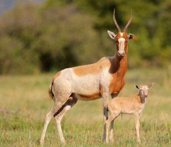 Blesbok for sale