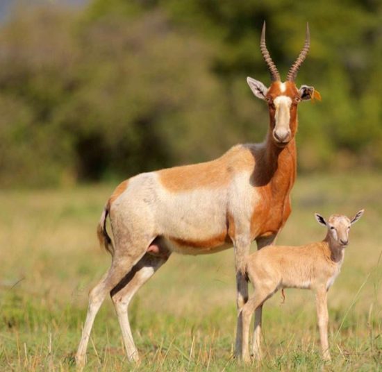 Blesbok for sale
