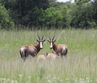 Blesbok for sale